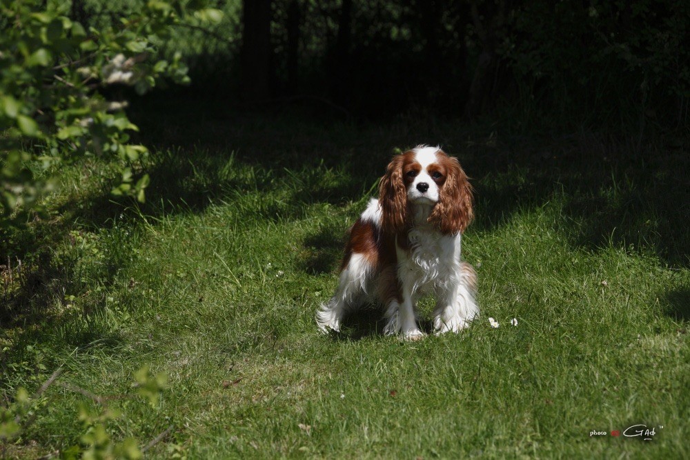 Nala du Clos de Gastofer