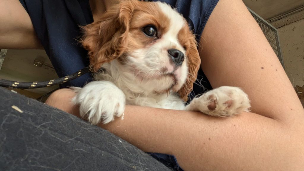 du Clos de Gastofer - Cavalier King Charles Spaniel - Portée née le 16/04/2025